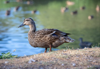 Duck by the pond