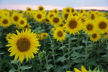 Obraz premium A field of sunflowers and a pink sky at sunrise. The concept of a rich harvest in agriculture.