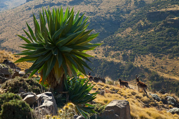 Cabra Ibex Walia y Lobelias gigantes, Montañas Simien, Etiopia, Africa - obrazy, fototapety, plakaty