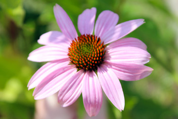 Obraz premium pink flower