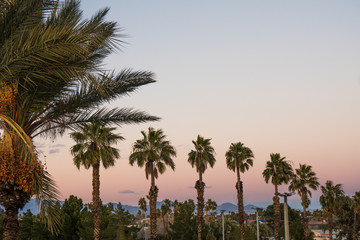 Palm trees silhouettes in Nevada, United States at sunset.