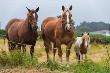 Fototapeta na wymiar Family of tree horses