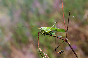Great Green Bush-cricket female (Tettigonia viridissima) close-up