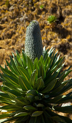 Lobelia gigante en la zona de Chennek, Montañas Simien, Etiopia, Africa