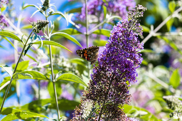 Schöner Distelfalter auf einem lila Sommerflieder