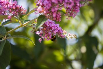 Hummel saugt Nektar an einem Sommerflieder