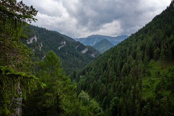 Obraz premium Pine forest with High Tatra mountains in background