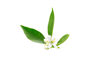 Neroli flowers and buds after spring rain isolated on white. Azahar blossom.