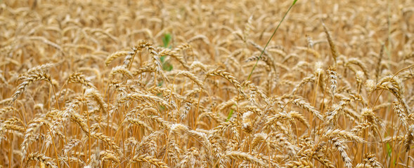 Summer field with ripe wheat, yellow ears (spikes) close up, selective focus, panoramic image