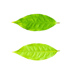 Fototapeta na wymiar Gnetum gnemon var. tenerum (Baegu) leaf with water drops isolated on white background. It's local vegetable at southern of Thailand.