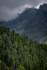 Pine forest with High Tatra mountains in background