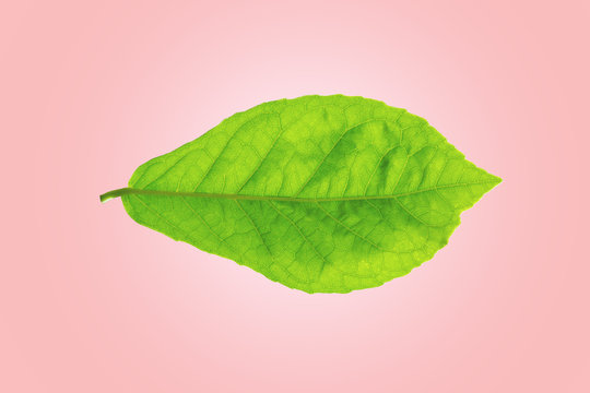 Siamese rough bush leaf isolated on pink background with clipping path.