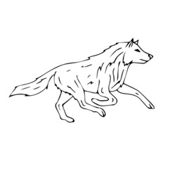 Fototapeta premium Vector hand drawn doodle sketch wolf running isolated on white background