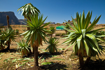 Fototapeta na wymiar Camping o zona de acampada en Chennek, Montañas Simien, Etiopia, Africa