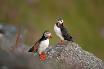 Atlantic puffin, fratercula arctica, common puffin, norway, Runde