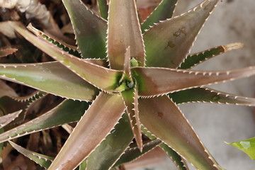 close up of a cactus