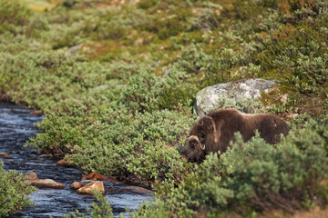 muskox, ovibos moschatus, Norway, Dovrefjell National park