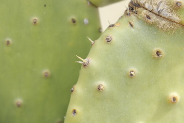 closeup of a cactus