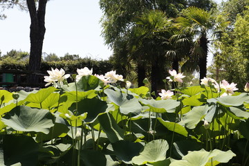 lilies in the garden