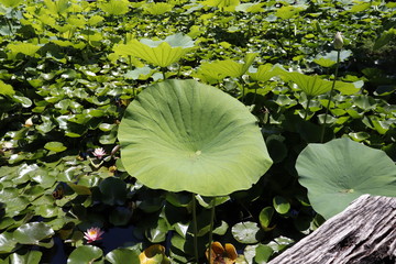 lotus leaf in the pond