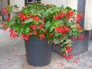 Dragon Wing Begonia big plant blooms with red flowers
