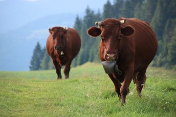 Czerwone krowy w górach
