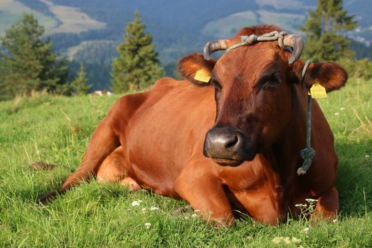 Czerwona krowa na pastwisku