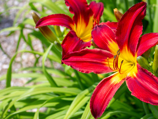 two blooming yellow and red flowers during the summer