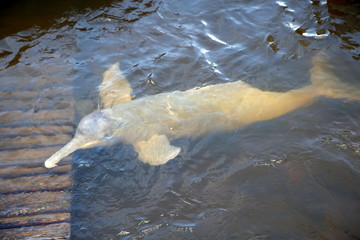 dolphin type of amazon river