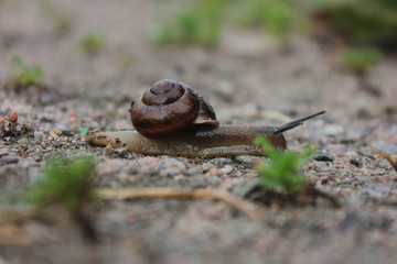 snail 
