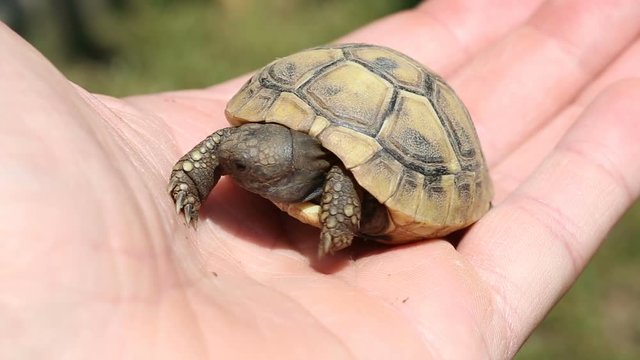 Baby Hermann's Tortoise (Testudo Hermanni)