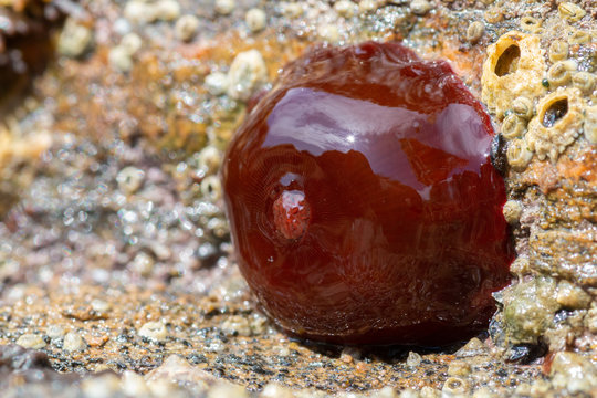 Beadlet anemone (Actinia equina) closeup attached to rock when the tide is low