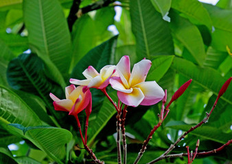 flores tropical