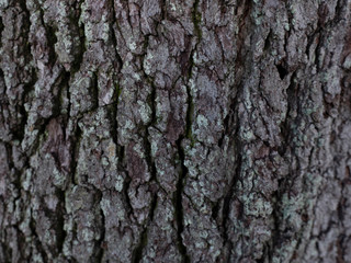Fototapeta premium Tree Bark Texture 2