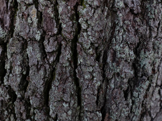 Tree Bark Texture 3
