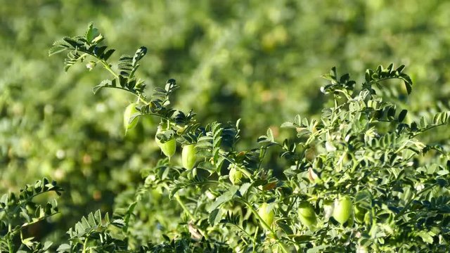 chickpea field, chickpea cultivation in continental climate, close-up chickpea plant, 