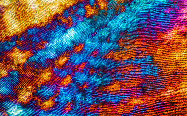 Abstract micrograph of a scale from a red snapper fish.