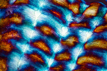 Abstract micrograph of a scale from a red snapper fish.