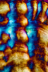Abstract micrograph of a scale from a red snapper fish.
