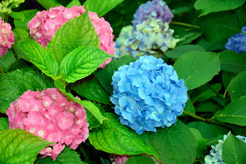 Blue and pink flowers hydrangea on rainy day in summer