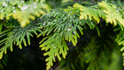 Close-up yellow-green texture of needles western thuja with raindrops on blurred with bokeh green background. Nature landscape, fresh wallpaper and nature background concept. Place for your text