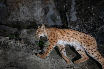 Luchs Wildlife