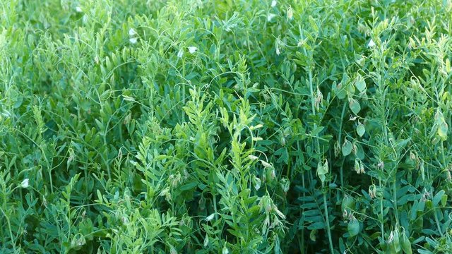 lentil field, close-up fruits lentils, green lentils plant,