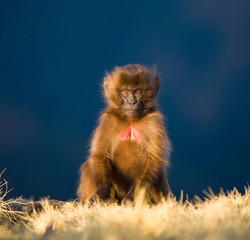 Babuino Gelada,Montañas Simien, Etiopia, Africa