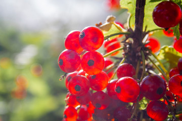 Red ripe juicy currant on the green branch at sunny day close up. Red currant bunch sunlight. Redcurrant berries ribes rubrum. Berries of asia, europe and north america