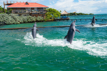 delfines oceanario islas del rosario de cartagena colombia america - obrazy, fototapety, plakaty