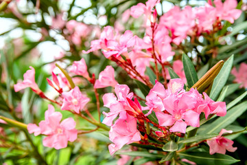 Pink flowers of an oleander with leaves