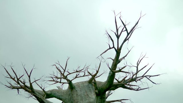Old dead tree against a gray sky. concept horror halloween. copy space