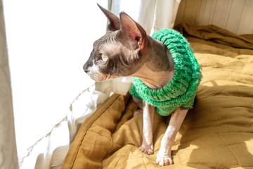 Cat of breed the canadian Sphinx in sweater near the window. Hairless tomcat portrait close up.