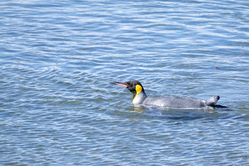 King penguin on Martillo island beach, Ushuaia
